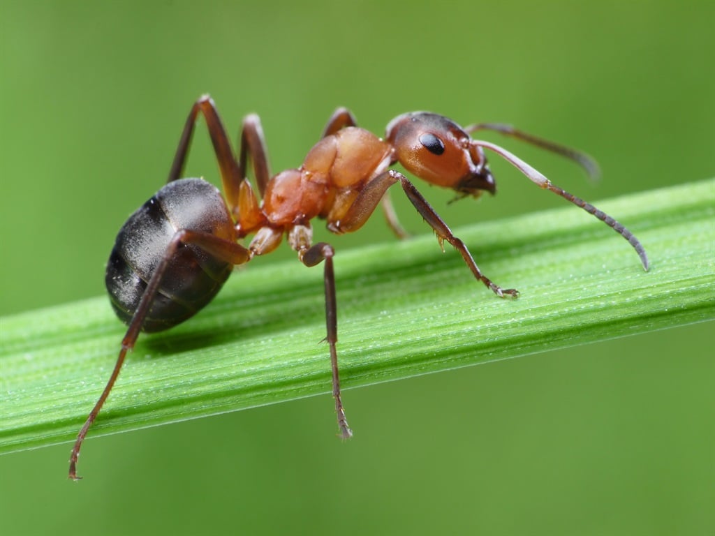 The humble ant is a master of the earth. Photo: iStock