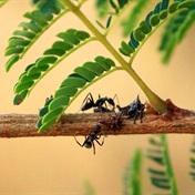 The ants go marching one by one – 20 quadrillion of them