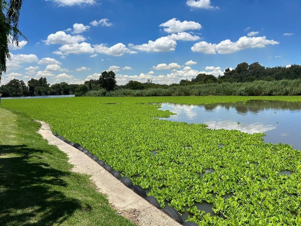 The presence of water lettuce and Hyacinth in the Vaar River is an indicator of how polluted the water is. (Maureen Stewart/Save the Vaal