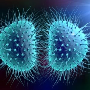 Gonorrhoea bacteria have become progressively more resistant to antibiotics. 