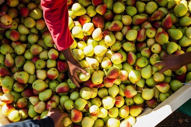 Tru-Cape verskaf 14 verskillende kultivars appels en pere wat in Suid-Afrika verkoop word. Foto: Verskaf