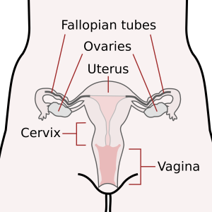 Female sexual organs - Google Free Images