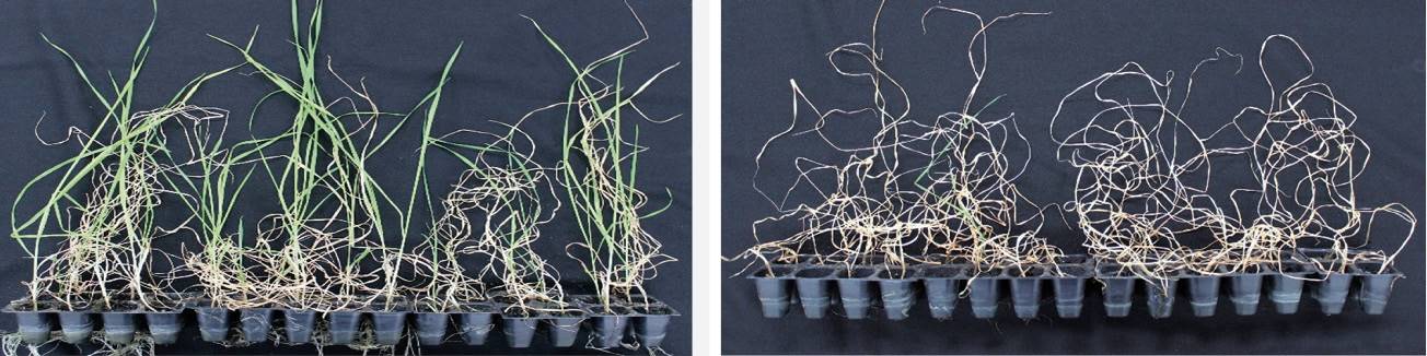 Koringsaailinge wat in ’n Japanse studie in etanolryke grond geplant is (regs), teenoor plante in grond daarsonder (heel regs). FOTO: RIKEN 