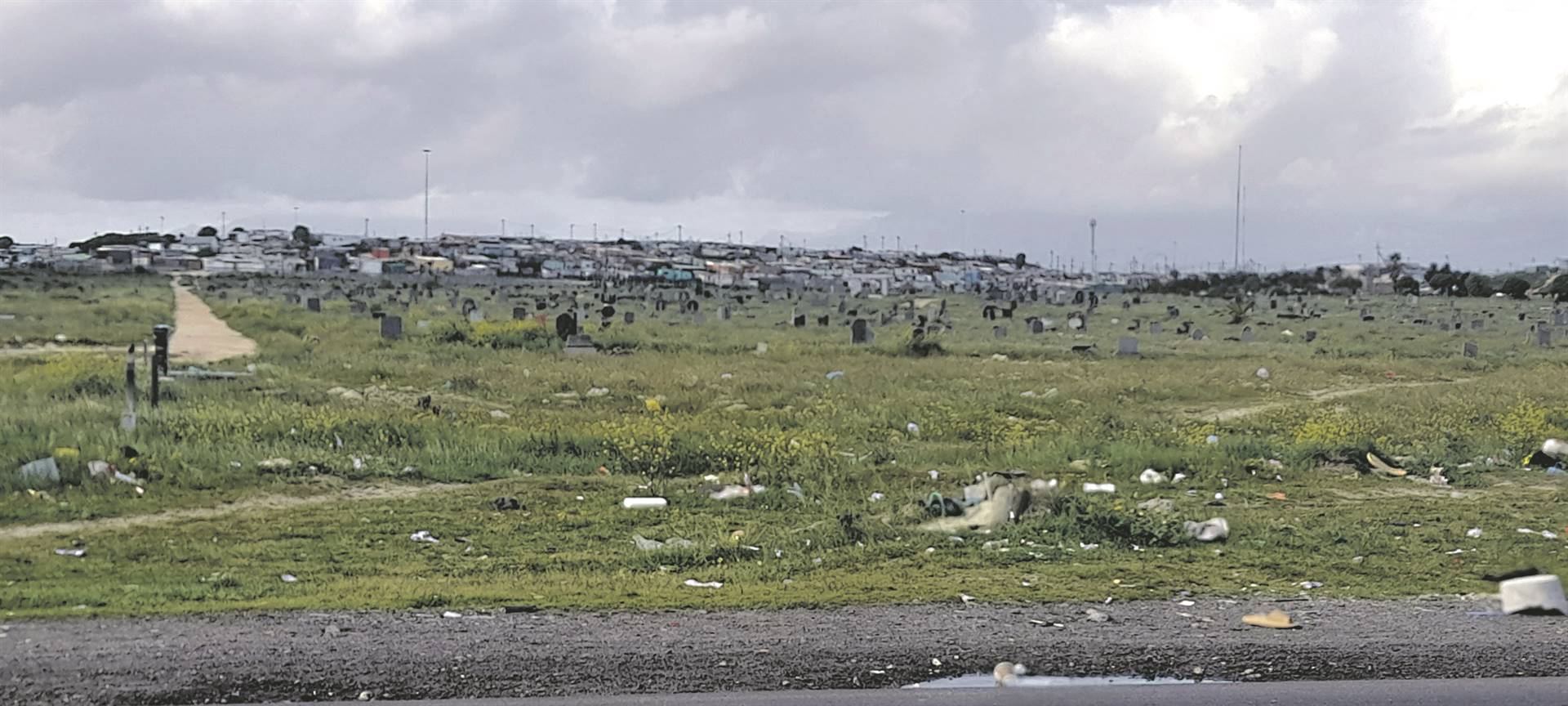 The residents who have buried their relatives at the cemetery in Khayelitsha are not happy that cows graze in the graveyard.                        Photo by Lulekwa Mbadamane