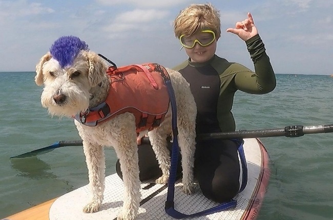 surf, therapy, dog, Scooter