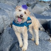 Meet Scooter, the adorable surf-therapy poodle that helps people deal with their physical and mental health issues