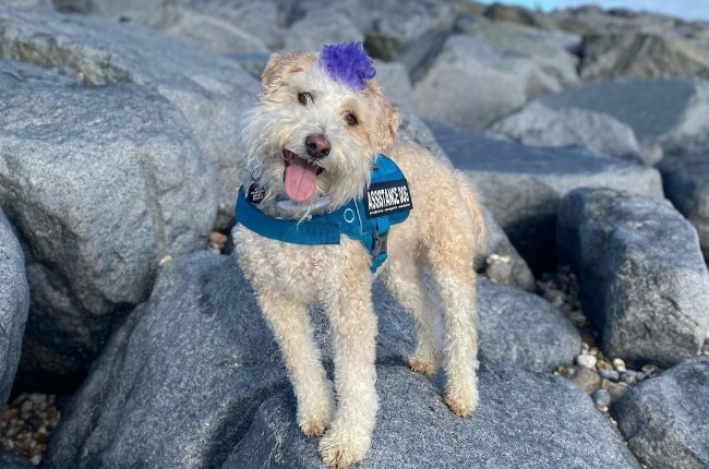 Scooter the therapy dog loves to surf. (PHOTO: Instagram/scooter_surf_therapy_dog)
