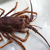 Don't eat red tide crayfish, fisheries dept warns, they could be toxic