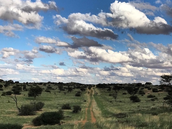 Die dankbare Kalahari in 2019. Die veld groei fluks na 40mm se reën. Foto: Me. Chrislene Retief