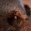 A world without pangolins looms – here’s how you can prevent it