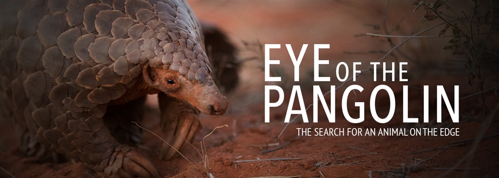 Pangolins could be extinct in 20 years if the rapacious behaviour of humans is not stopped.