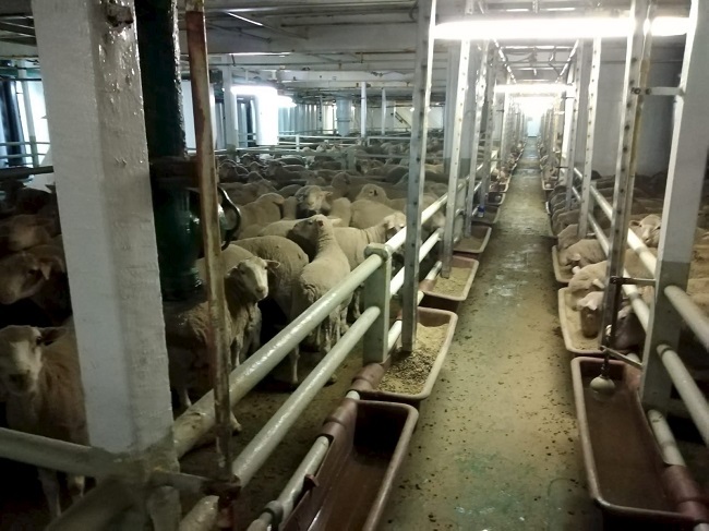 Die vervoer van lewende vee op die Al Messilah vanaf die Oos-Kaap na die Midde-Ooste het al vir groot opskudding oor dierewelstand gesorg. Foto: Verskaf