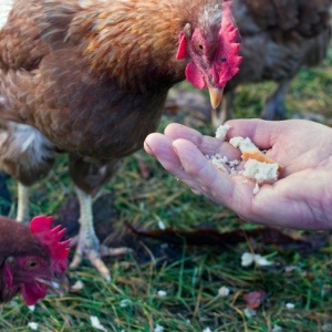 Raising chickens can expose one to pathogens like salmonella. 