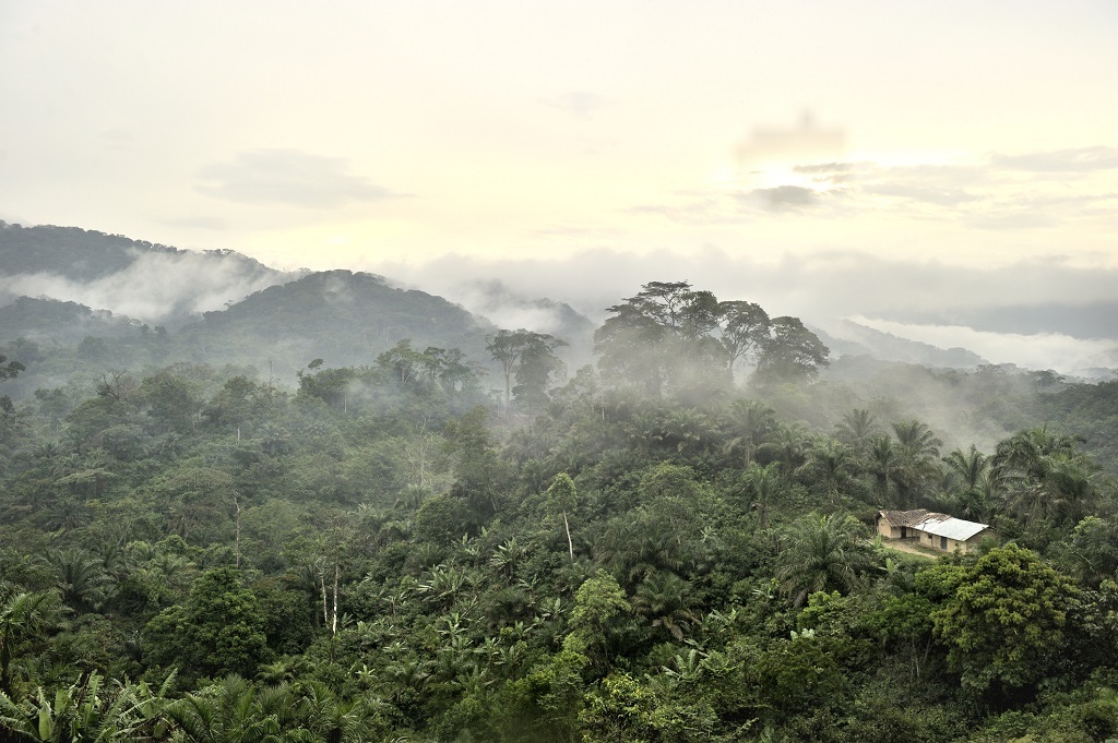 The DRC has 160 million hectares of rainforest that acts as a carbon sink.