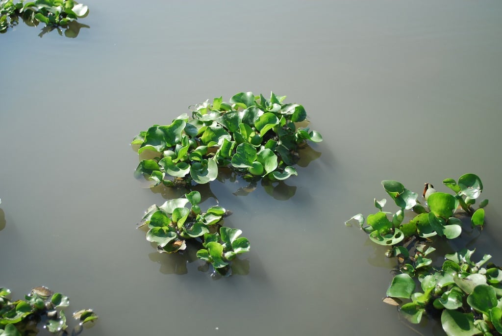 The water hyacinth is an alien invasive species to South Africa.