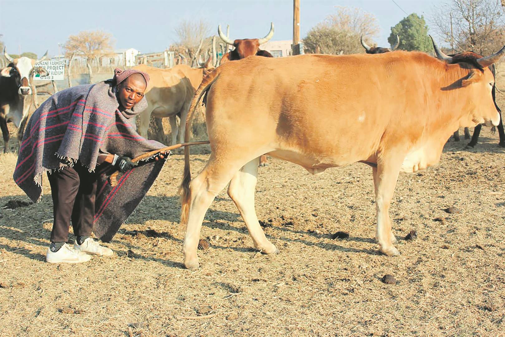 Thabiso Montleng claims his cattle can dance and sometimes chill with him in the house.        Photo by Thabo Monama