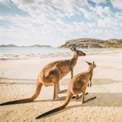 Australia is a melting pot of wild, shocking, and crazy things – here’s how to survive your trip Down Under