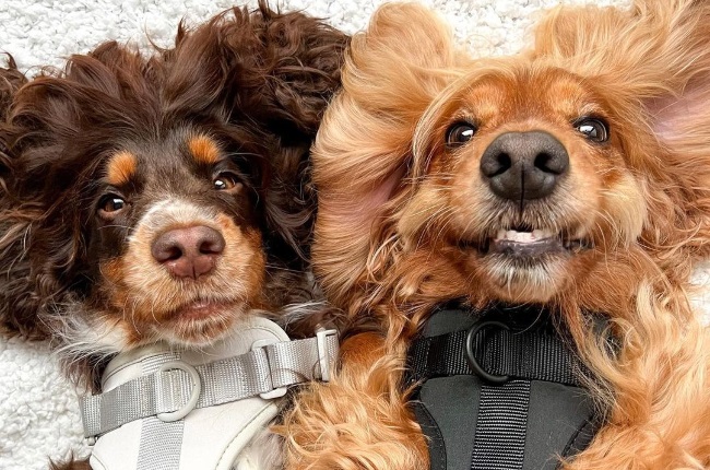 These two cocker spaniel puppies are having the best hair day ever every day and the internet is just loving it | You
