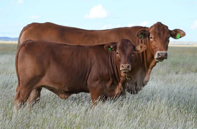 Die Beefmaster-beesras se speengewigte en koei-tot-kalf-verhoudings is van die beste onder alle rasse. Dit maak dié ras gewild onder Suid-Afrikaanse telers. 