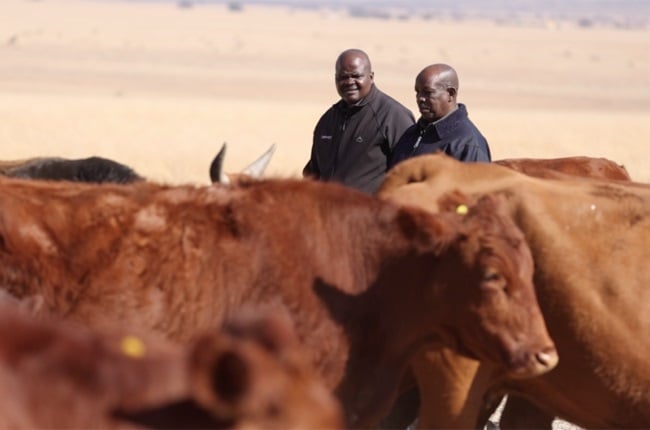 Thinking of buying a bull or cow? Patrick Sekwatlakwatla shares cattle farming guide for newbies