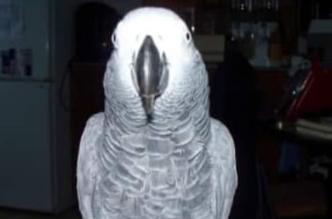 Theia is a African grey Parrot that went missing on (Photos: Supplied/Clare Fowler)
