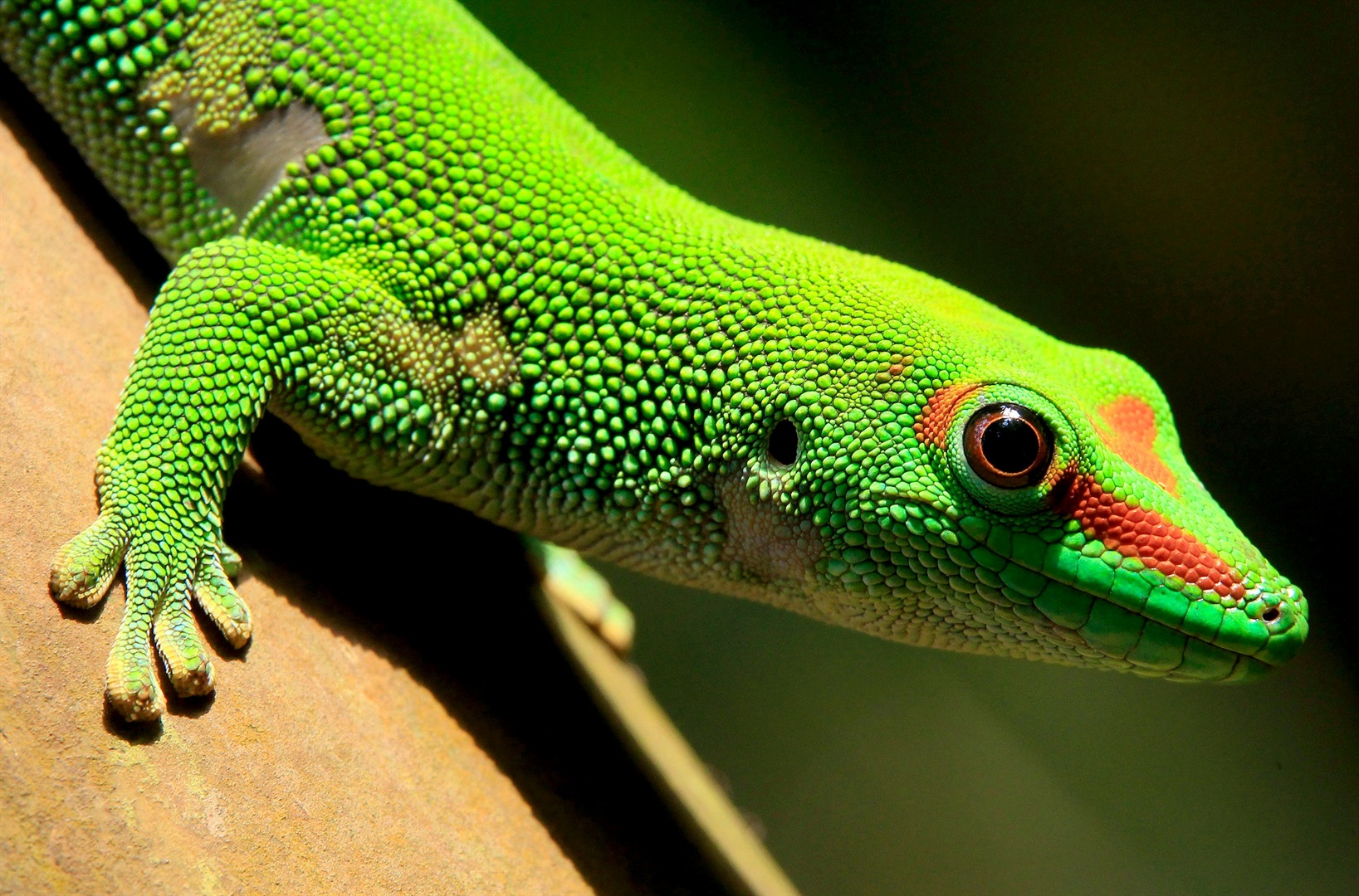 A Madagascar day gecko sits on a perch in the Masoal rainforest hall at the zoo in Zurich, on March 19, 2013.