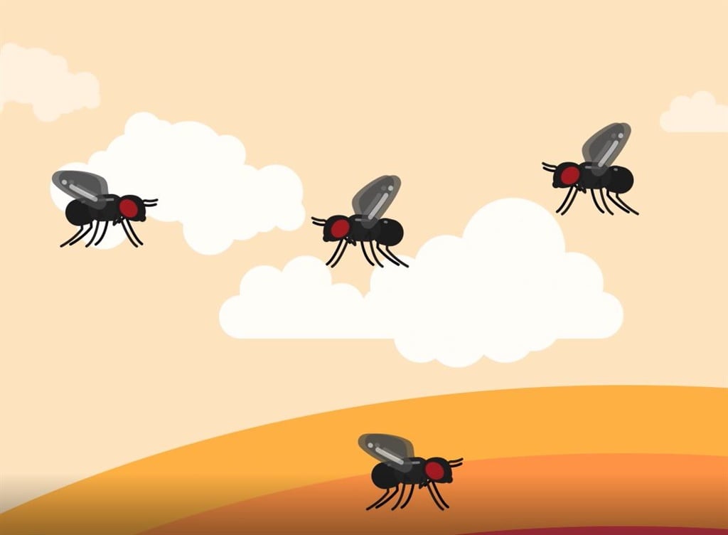 Watch Why fruit flies are so hard to kill Businessinsider