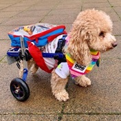 This rescued toy poodle came close to death but now brings joy wherever he goes