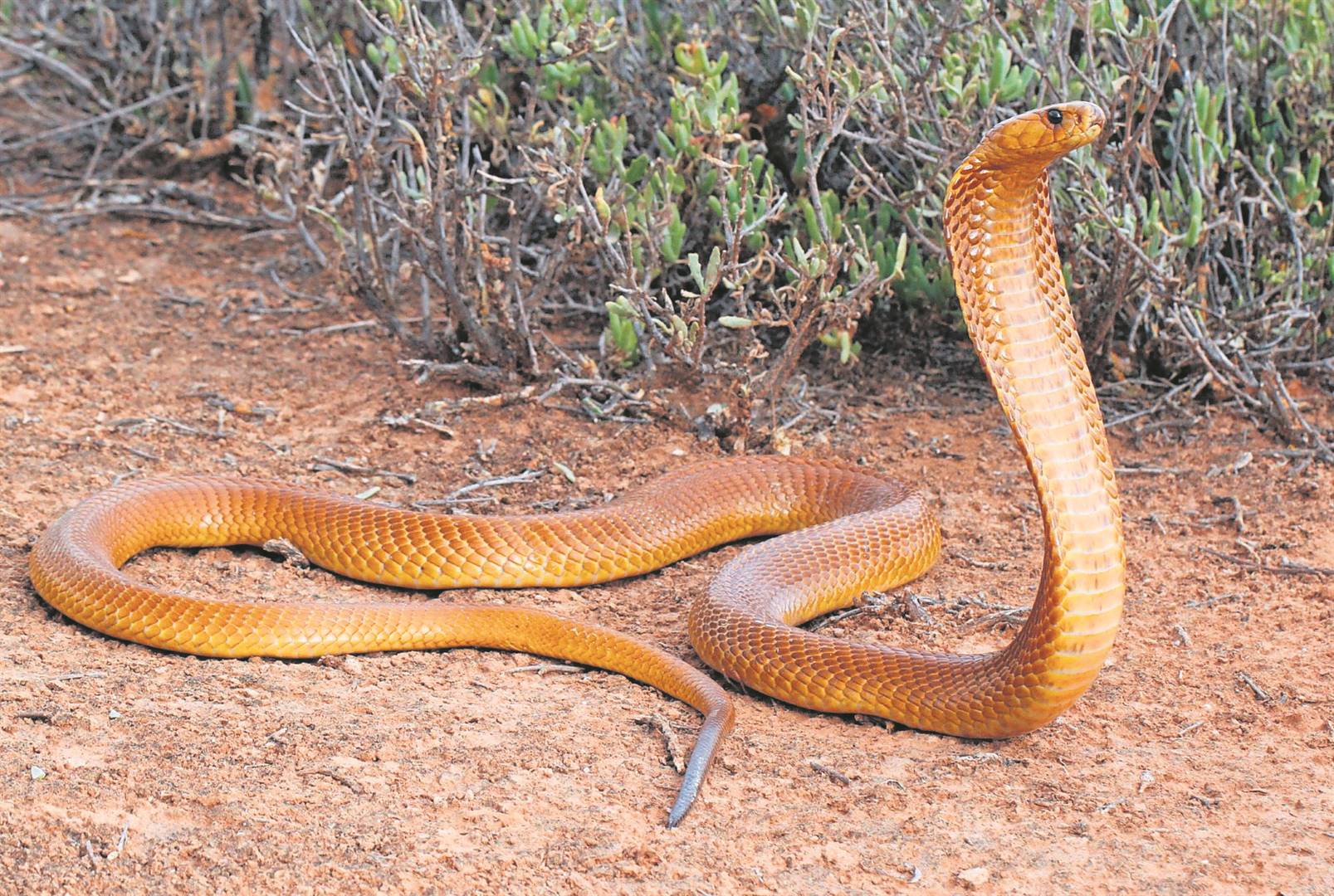 A deadly Cape cobra. Photo: File