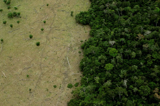 2 Billion New Trees: Suzano, Santander Launch Massive Planting Push in  Brazil - Bloomberg
