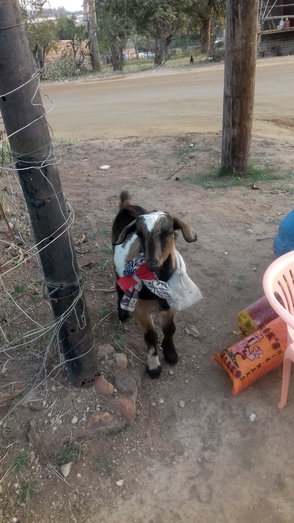 This goat roams the streets of New Forest Village in Mpumalanga. Photo by Oris Mnisi