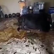 WATCH: Moo, 'drunk' cow gives Mzansi a good laugh!