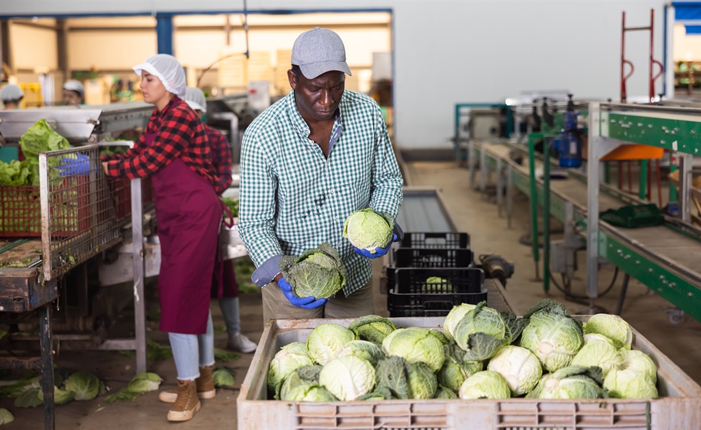 A man sorts cabbage, filling large container with fresh cabbage in vegetable factory. 