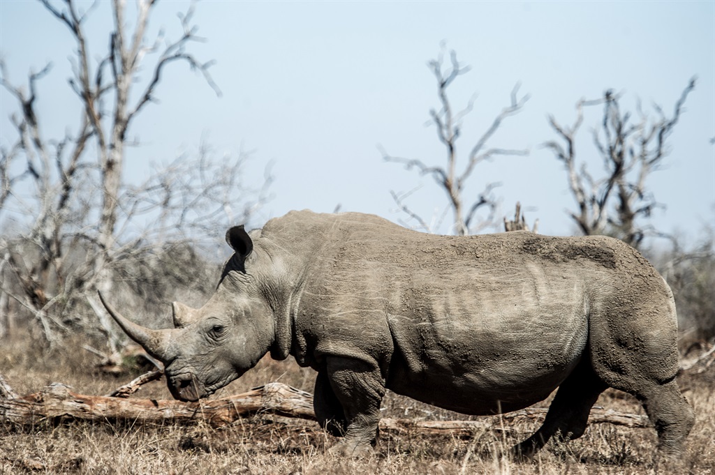 Three convictied rhino poachers have been handed hefty sentences in the Mogwase Regional Court.