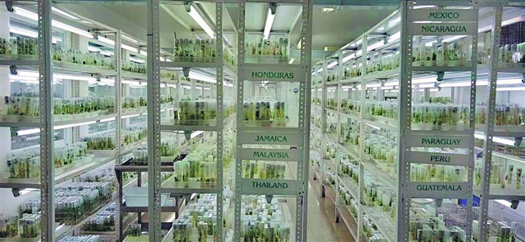 saving the past, protecting the future Rows of seed samples stored in the old building of the Future Seeds gene bank, Cali, ColombiaP Photo: Thomson reuters foundation