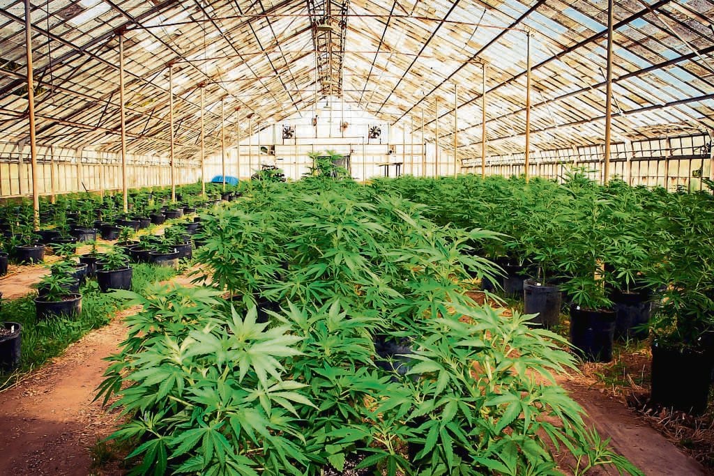 The province will see the first R100 million investment in cannabis farming later this year. Small-scale farmers will benefit from the windfall. 