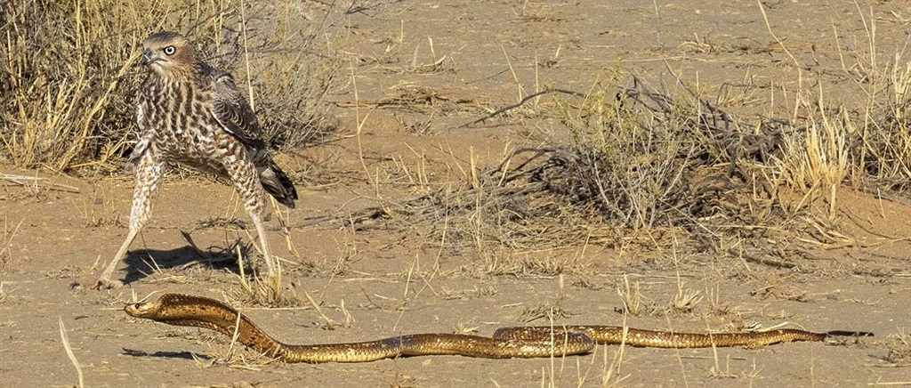 Die simbiotiese verhouding 
tussen ’n onvolwasse bleeksingvalk en ’n Kaapse kobra word in 
hierdie treffende foto gewys. FOTO: GARY KOEKEMOER