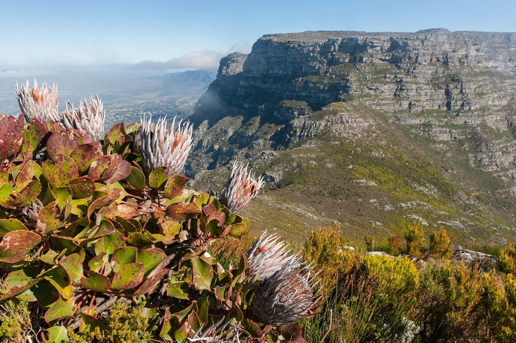 Climate change threatens the natural heritage within Table Mountain National Park, a study shows. 