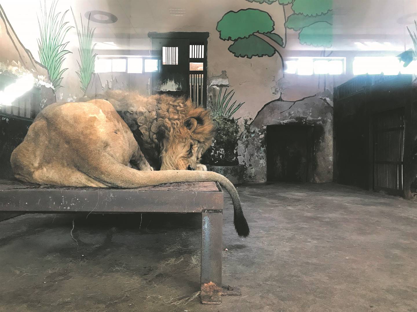 ’n Uitgeteerde en verwaarloosde leeu lê op ’n ysterbed in die Tianjin-dieretuin in China. Foto: Smaragda Louw