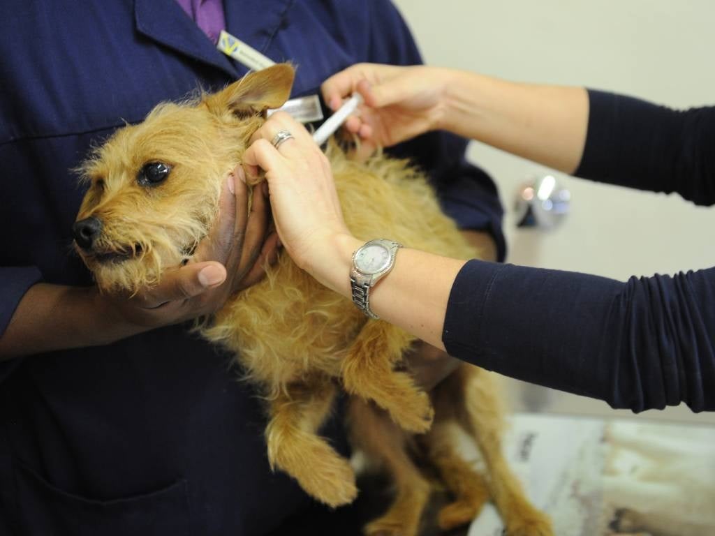 A doctor vaccinates a dog to prevent rabies in Johannesburg.