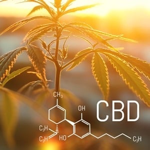 The amount of cannabidiol we absorb depends on how much fat we eat.  