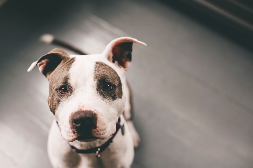 News24.com | Benoni woman allegedly behind 'ban black people, not pit bulls' voice note faces crimen injuria charge