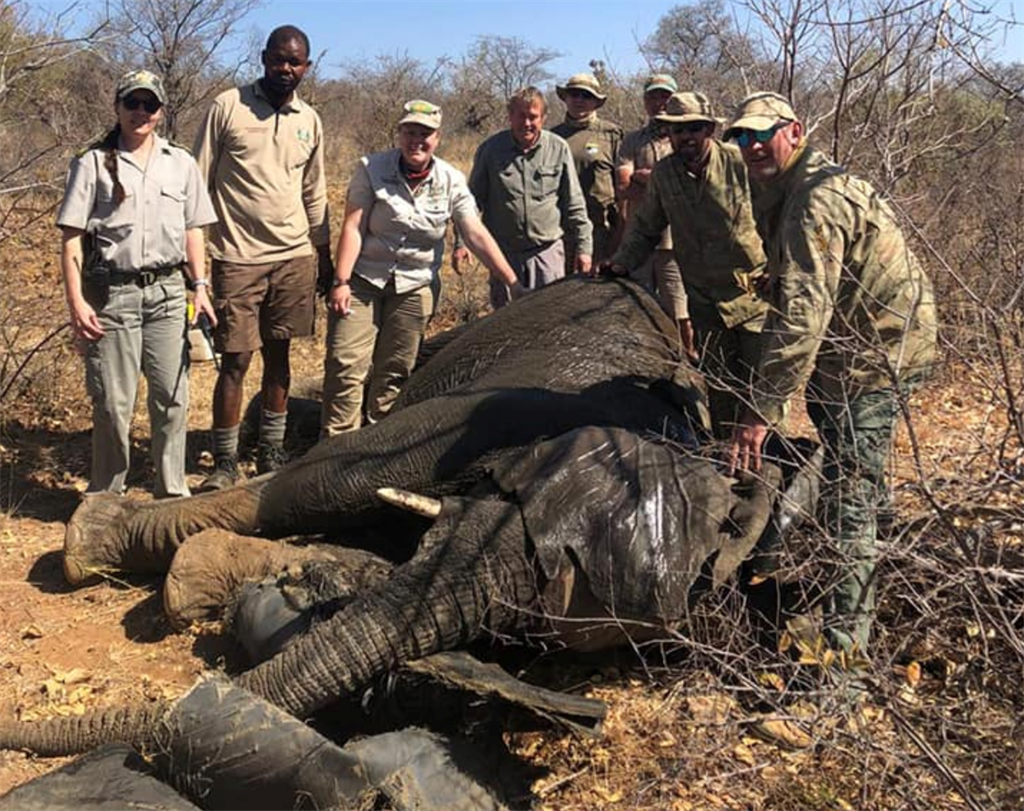 Animal control officers and support staff helped to remove a tyre from an elephant's neck.