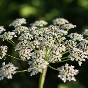 Coming into contact with the giant hogweed can lead to painful blisters, burning skin and even blindness. 