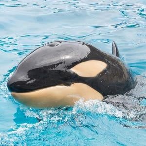 Amaya, one of the baby killer whales born in captivity at SeaWorld San Diego