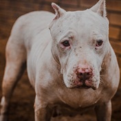 Pit bull attacks: NSPCA says reclassifying power breed dog as a wild animal is not a solution
