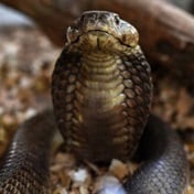Snakes alive! Five African nations put heads together to get a grip on snakebite problem