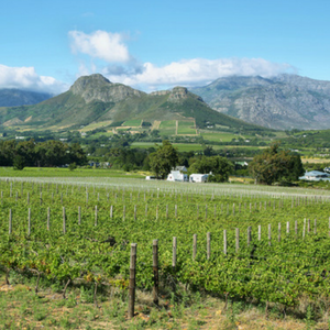 Areas in the Cape Winelands are some of the richest