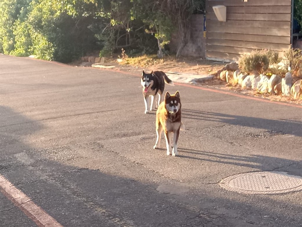 19 Endangered Penguins Killed In Simon’s Town As Off-leash Dogs Wreak ...