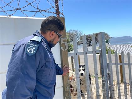 Two Husky-type dogs were removed from a property in Simon's Town earlier today after the death of 19 endangered penguins last week.